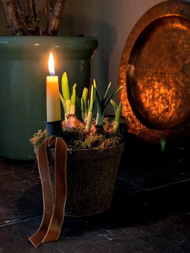 Large Coir Pot with Spring Bulbs and Beeswax Candle