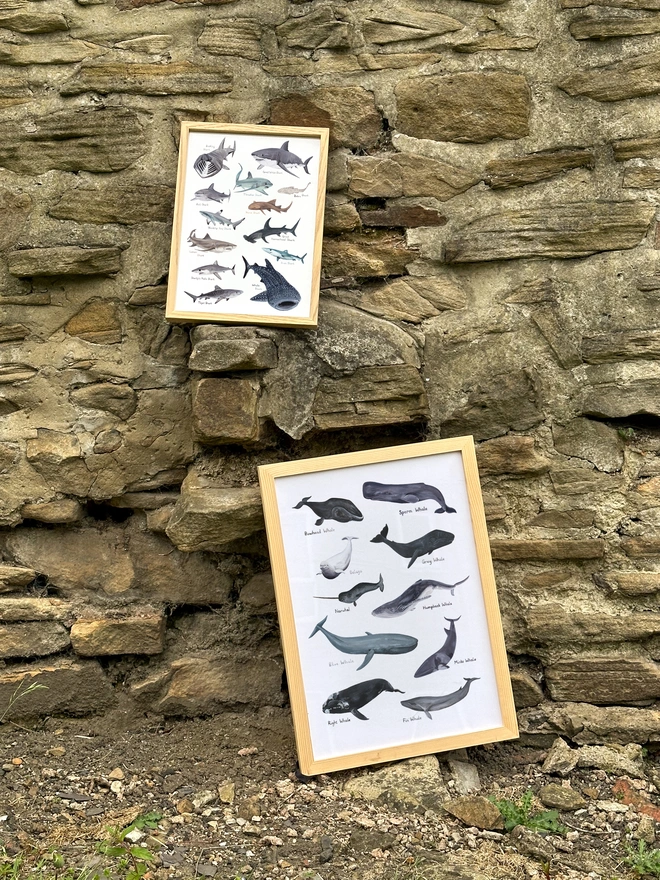 a print of many illustrations of many different species of sharks alongside a print of an illustration of many different species of whales
