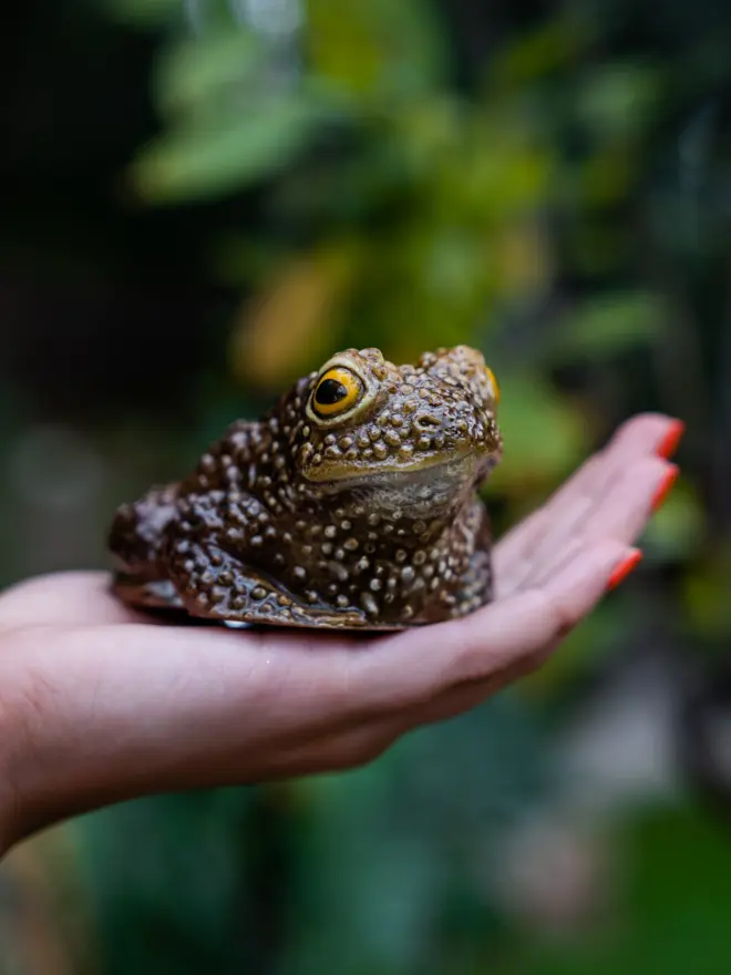 Chocolate Toad