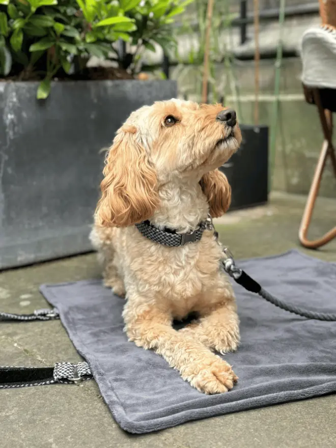 cockapoo wearing black collar