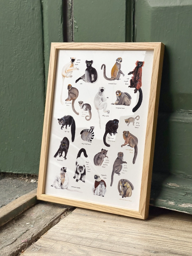 A print featuring illustrations of 20 different lemurs