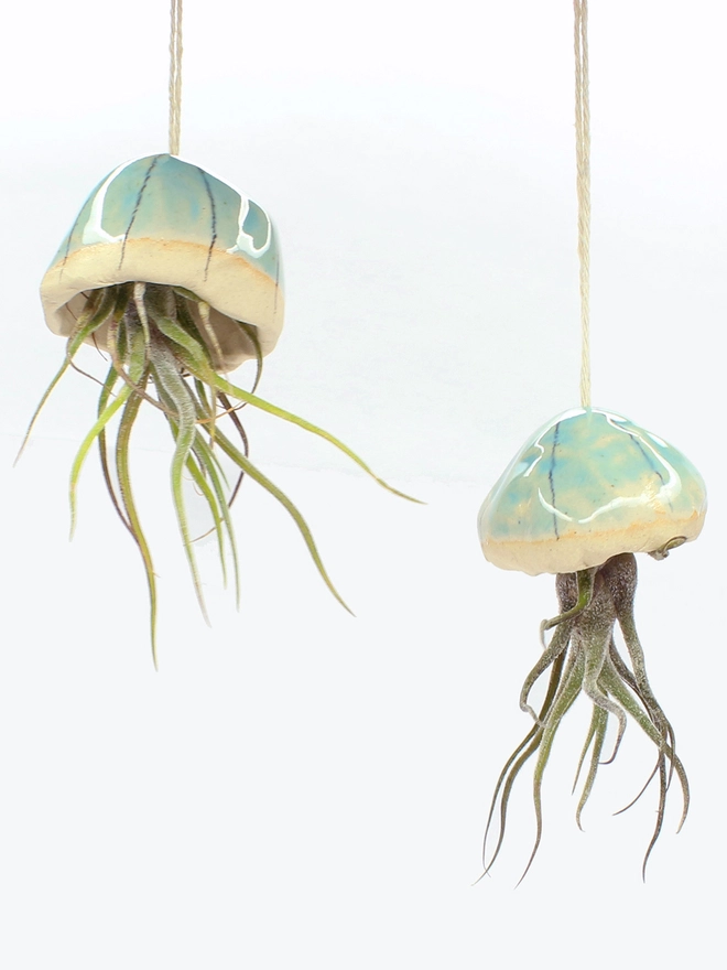 two caput jellyfish airplant hanging decorations