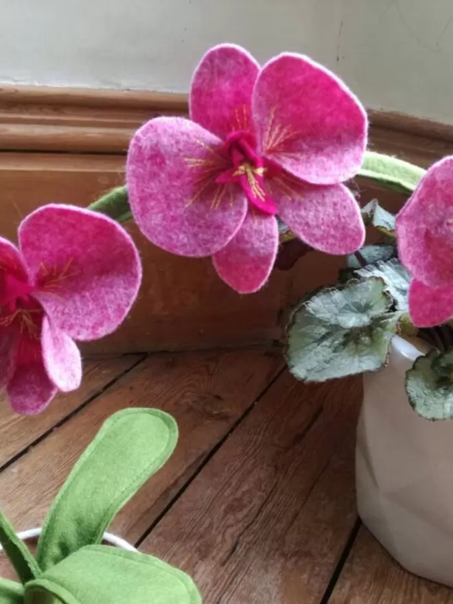 Pink felt orchid