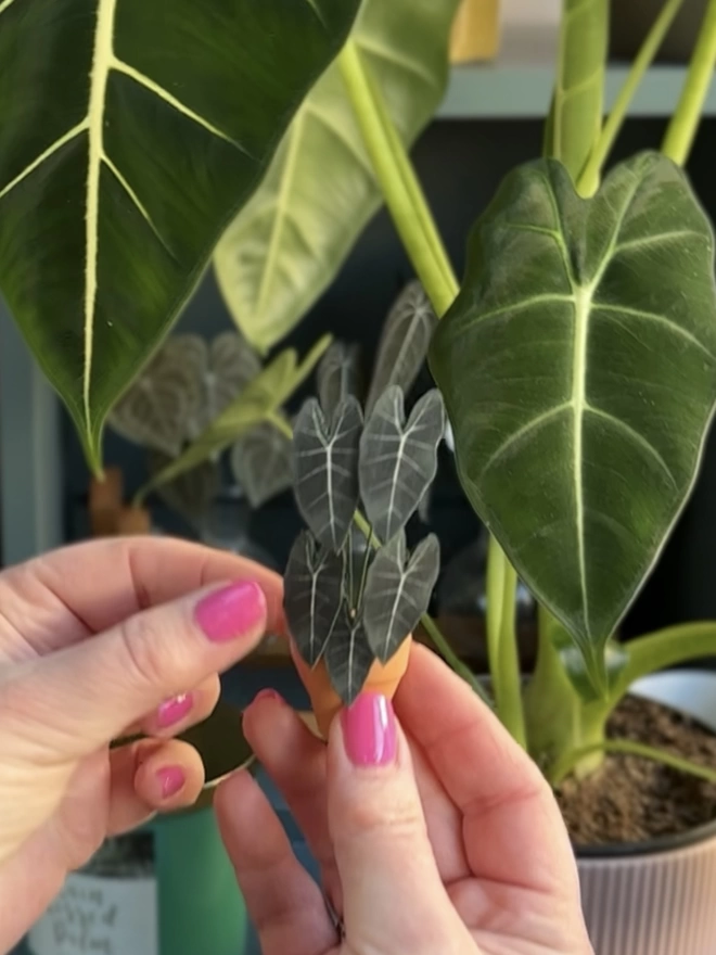 A miniature replica Alocasia Frydek being held between two hands up against a real life plant