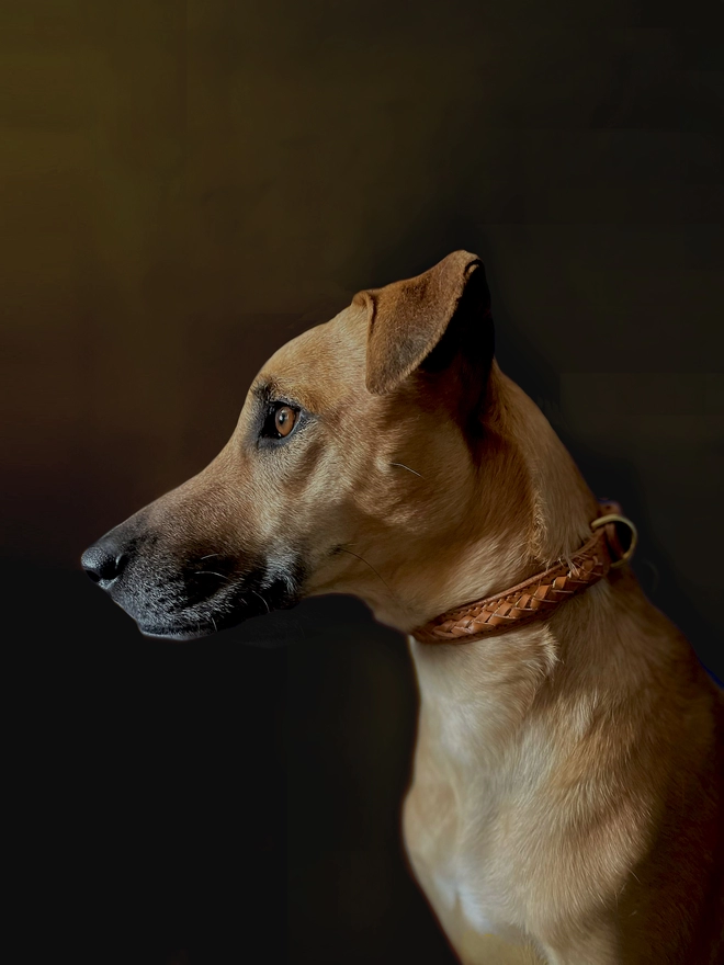 Dog Portrait Wearing Plaited Dog Collar