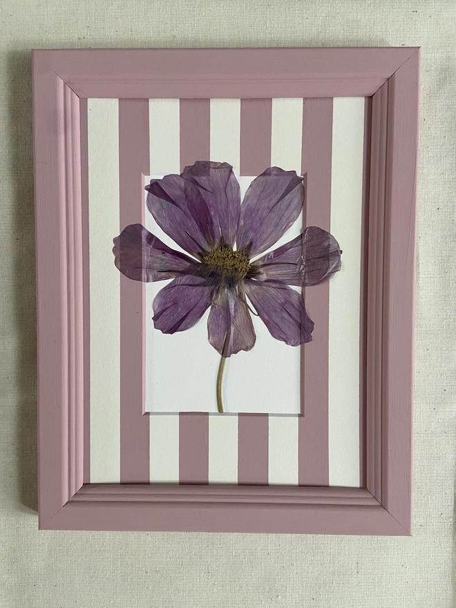 Dark pink cosmos flower laid on a hand painted ink stripe mount in painted in wooden frame