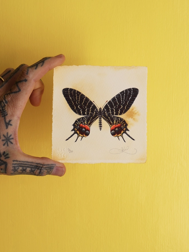 Limited Edition Screenprint artwork of a Bhutan Glory Butterfly by artists and designer Kath Leone