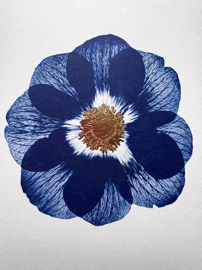 Blue and white Anemone flower Botanical X-ray print from an original Cyanotype 