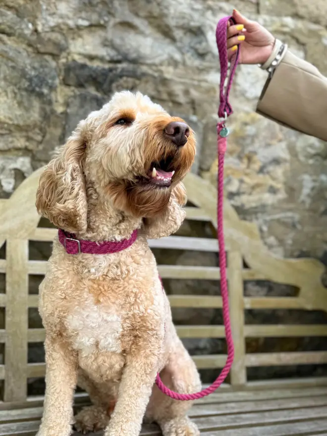 cockapoo wearing a pink collar and rope lead sitting on a bench