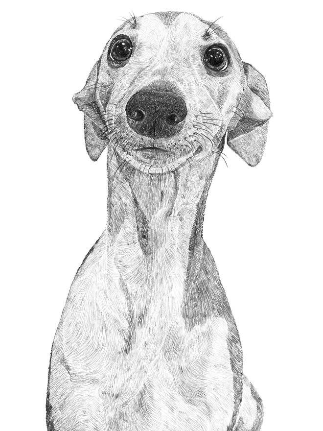 Close up of the whippet puppy art print