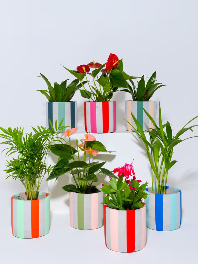 coloured stripes concrete plant pot. a selection of grey plant pots decorated with coloured stripes.
