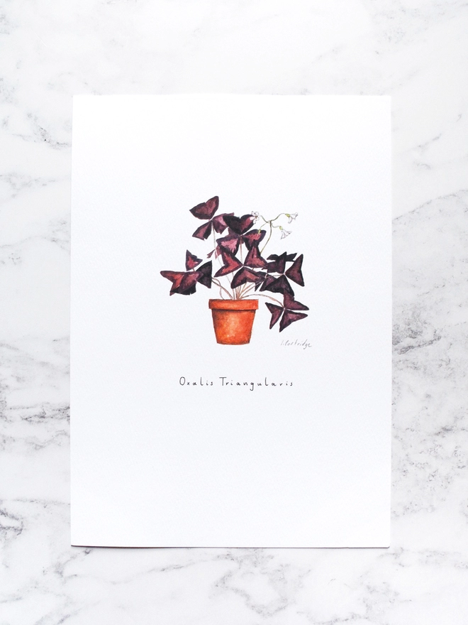 Oxalis Triangularis, purple shamrock house plant print. Painted in watercolour and printed onto white paper. The paper sits on a pale white marble backdrop