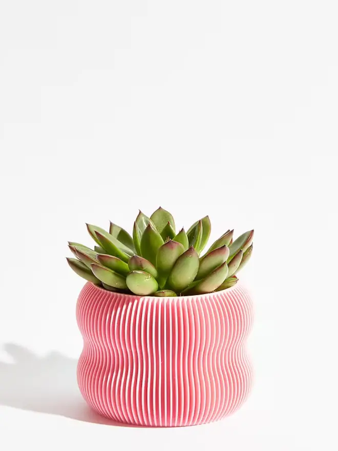 Sustainable 3D Printed Sakura Pink Plant Pot, bubble design, against a white background.