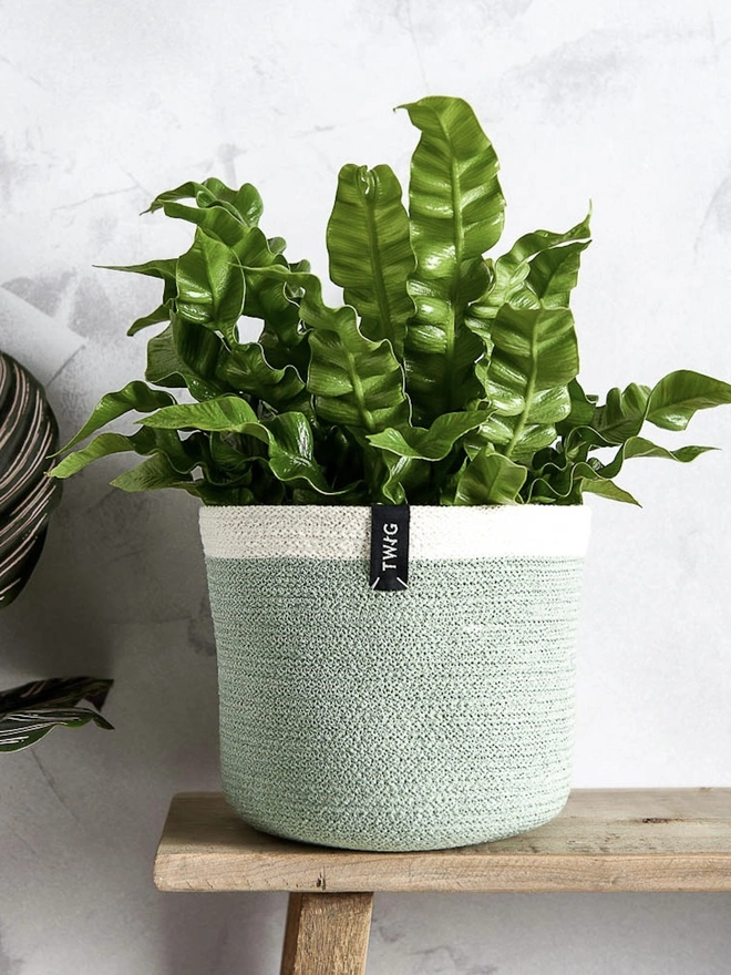Medium natural cotton plant pot