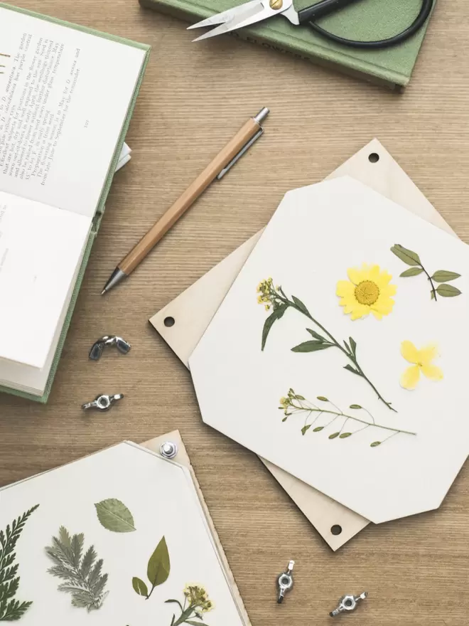 Inside pages of a flower press layed on a desk, with pressed daisies and leaves inside.