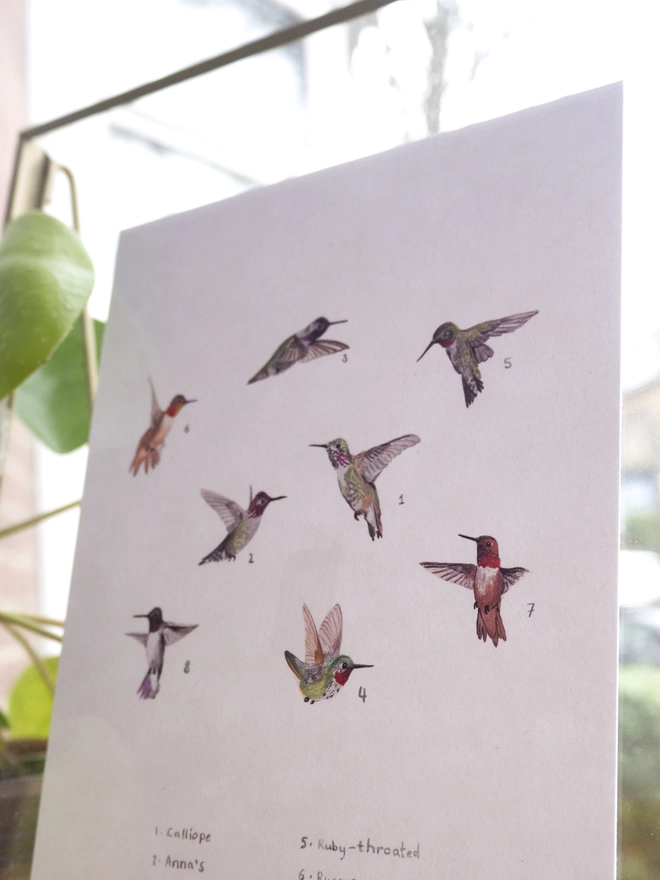 A print featuring a selection of tiny illustrations of hummingbirds