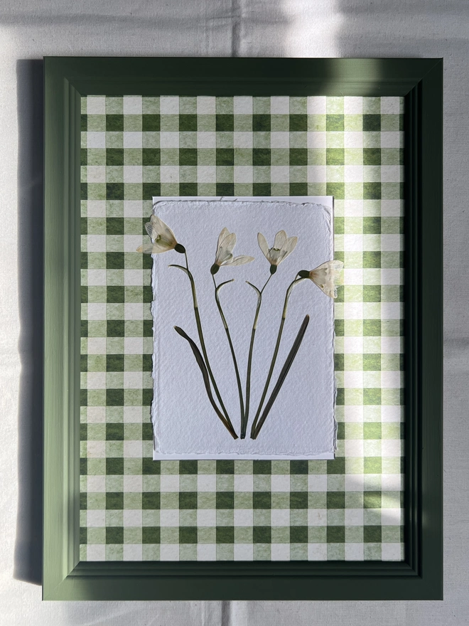 pressed snowdrop flowers in gingham mount and painted wooden frame