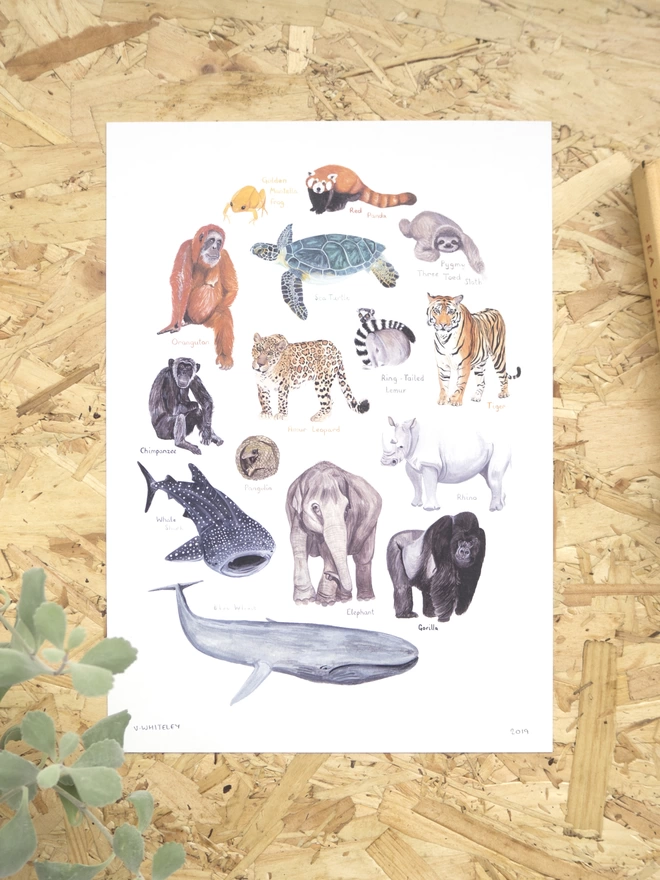 a print with a white background featuring a selection of colourful, endangered animals arranged in an oval shape