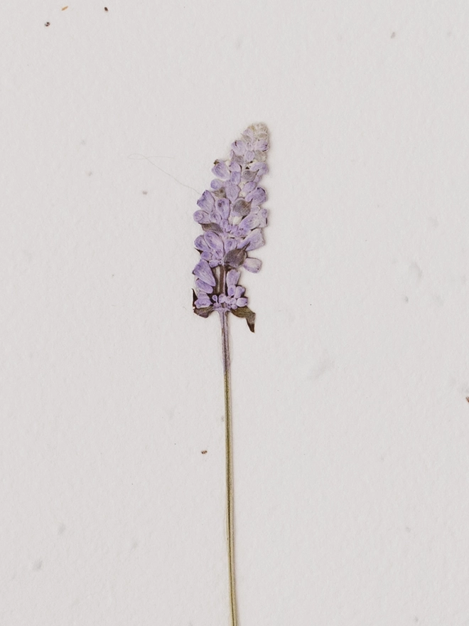 Real Pressed Flower Card, Lavender