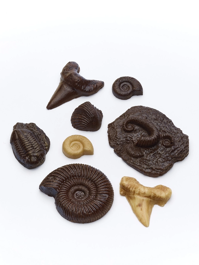 Selection of realistic edible chocolate fossils on white background