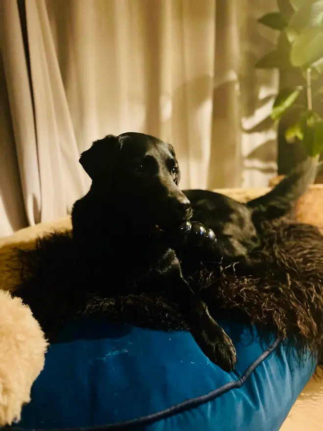 deluxe wool dog bed