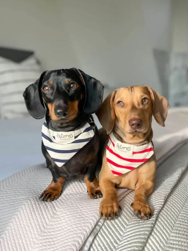 Handmade Organic Breton Bandana Dog Bandana