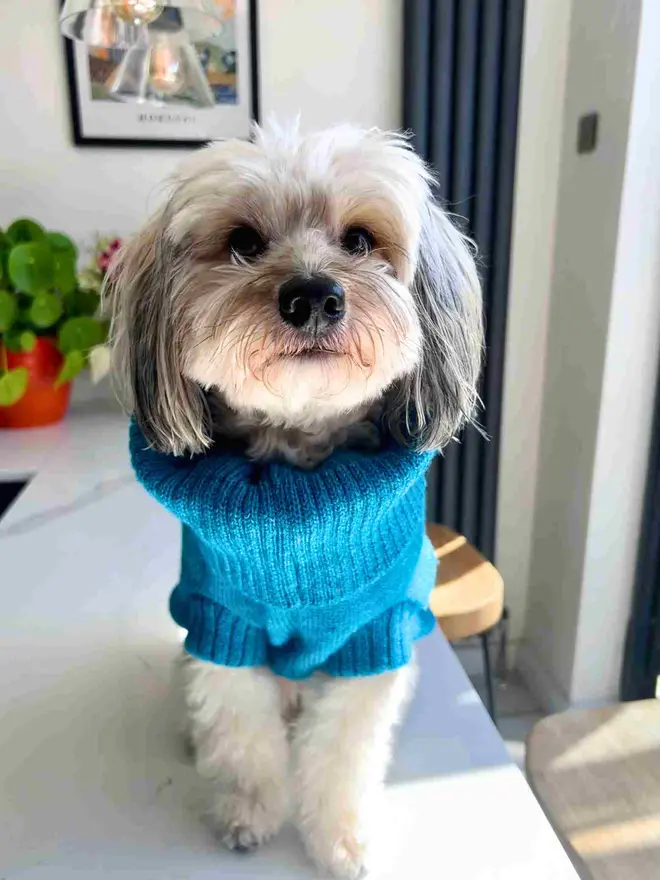 vibrant blue dog jumper