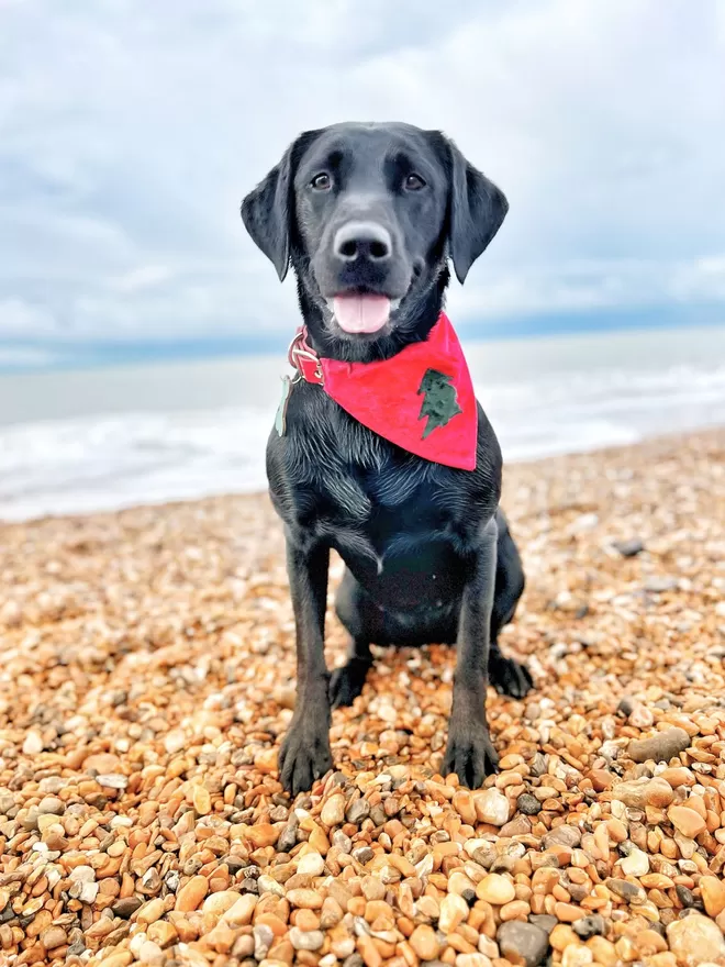 Classic Christmas Tree Slip on Bandana Labrador