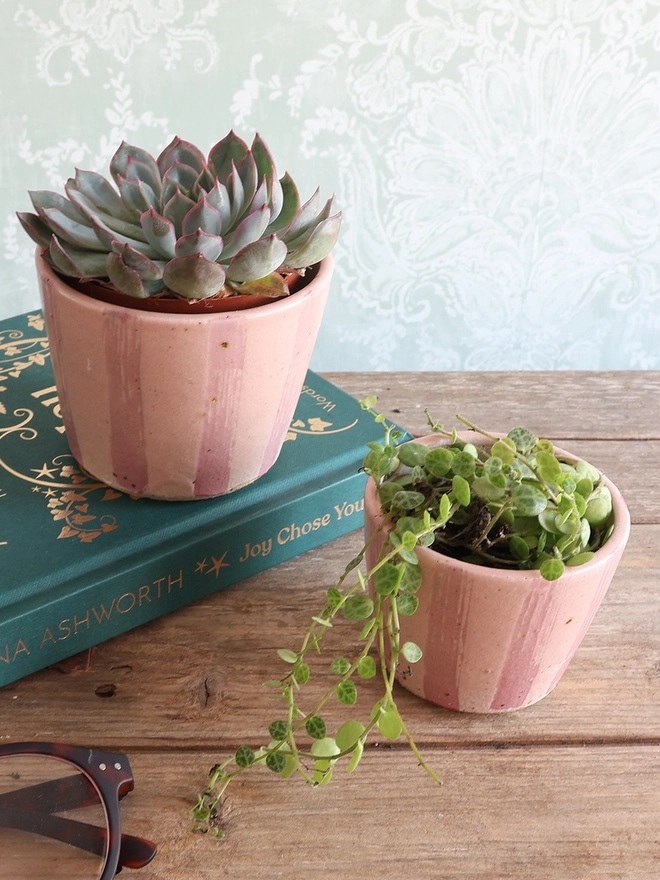 Mini and Small Handmade Ceramic Stoneware Plant Pots in Pink Stripe. The small plant pot is filled with a succulent plant and sits on top of a book. The mini plant pot is filled with a trailing plant and sits on the wooden surface in front of the book. A pair of glasses also sit on the table. 