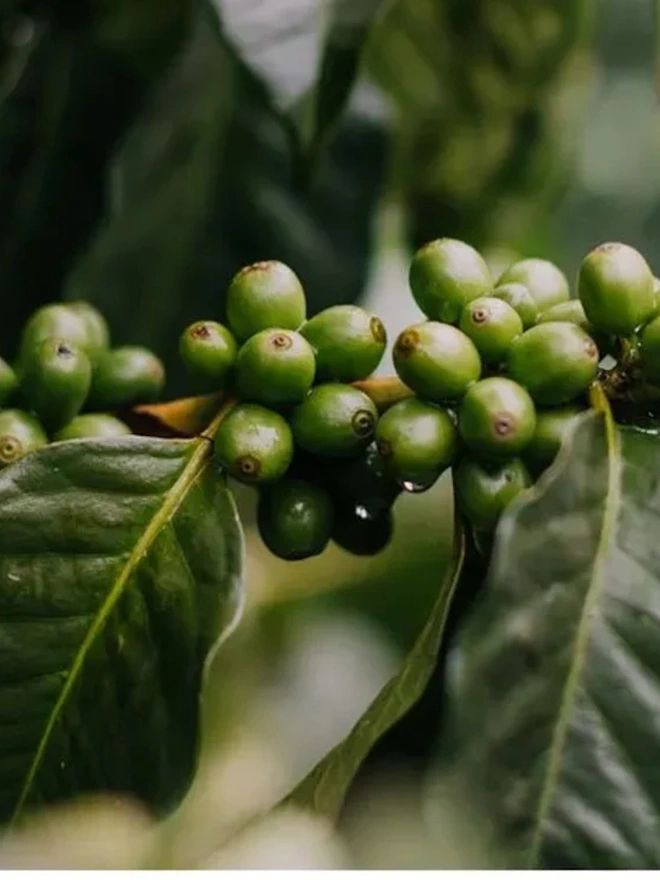 Green coffee cherries growing in tight clusters on leafy branches of a coffee tree.