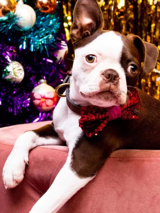 Bette Sequinned Dog Bow Tie | Red & Pink