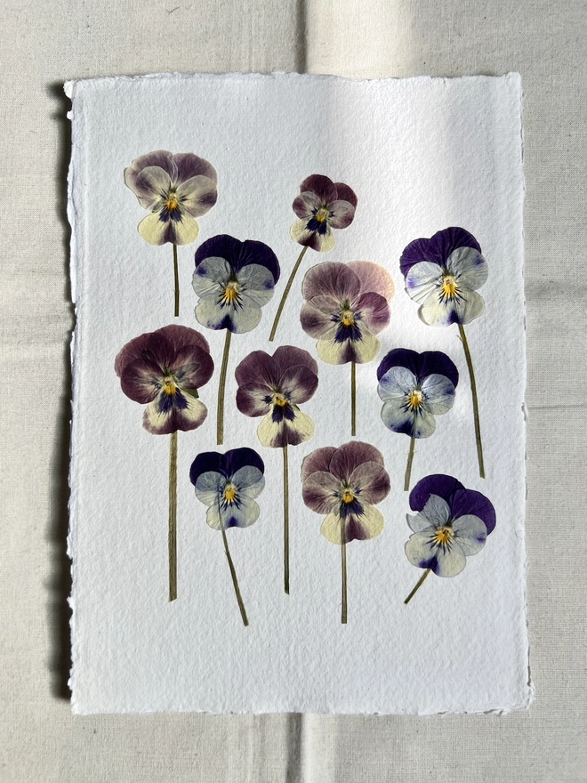 Pressed pansy flowers on handmade paper