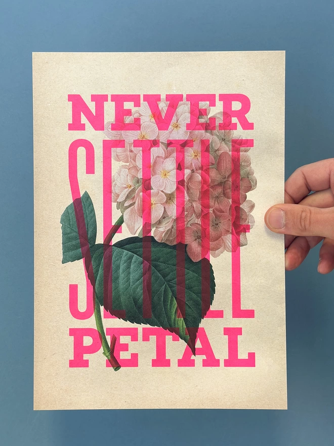 hand holding an A4 screen print of a vintage botanical illustration of a pink hydrangea flower. The words Never Settle Petal are screen printed over the top in flouro pink typography