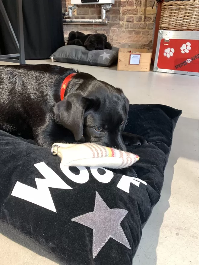 Charcoal Woof Dog Bed With Puppy Labrador