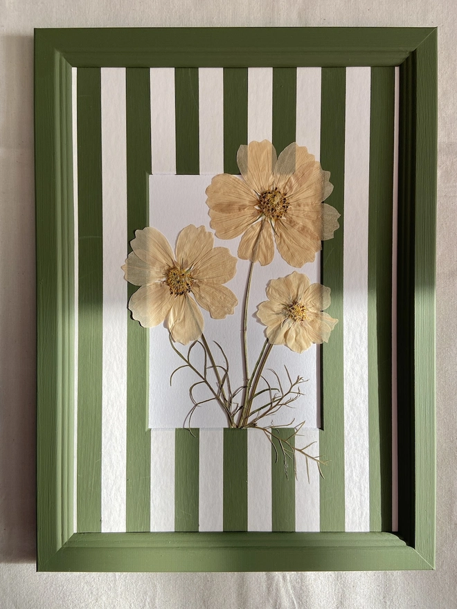 pressed cream cosmos flowers in green painted frame