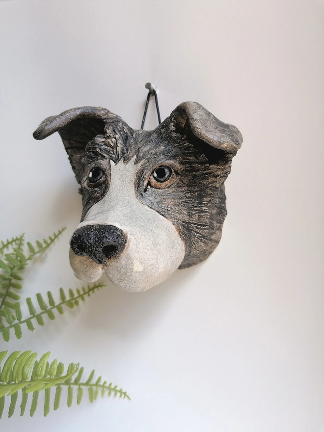 Black/ Grey Collie Dog Head With Brown Eyes