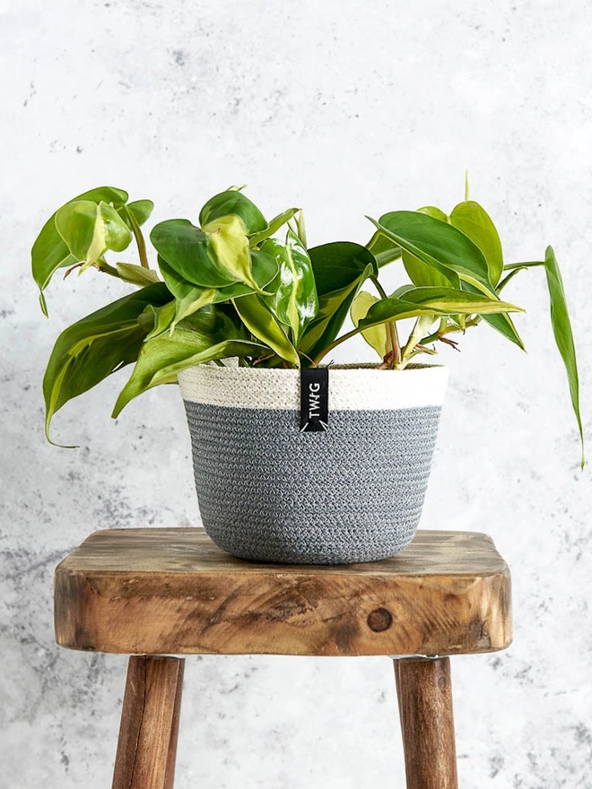 Small Natural Cotton Plant Pot