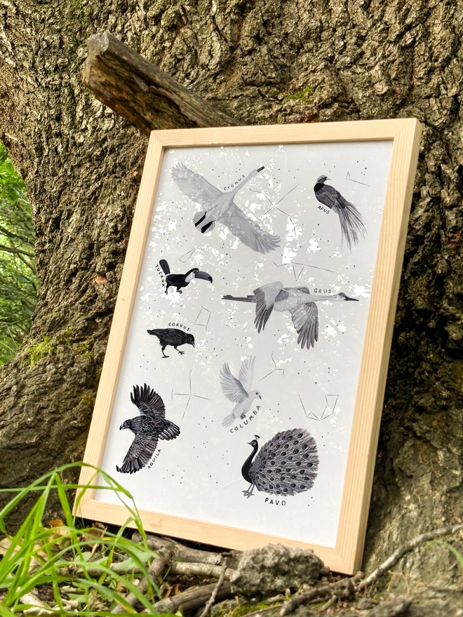 Greyscale illustrations of birds inspired by constellations