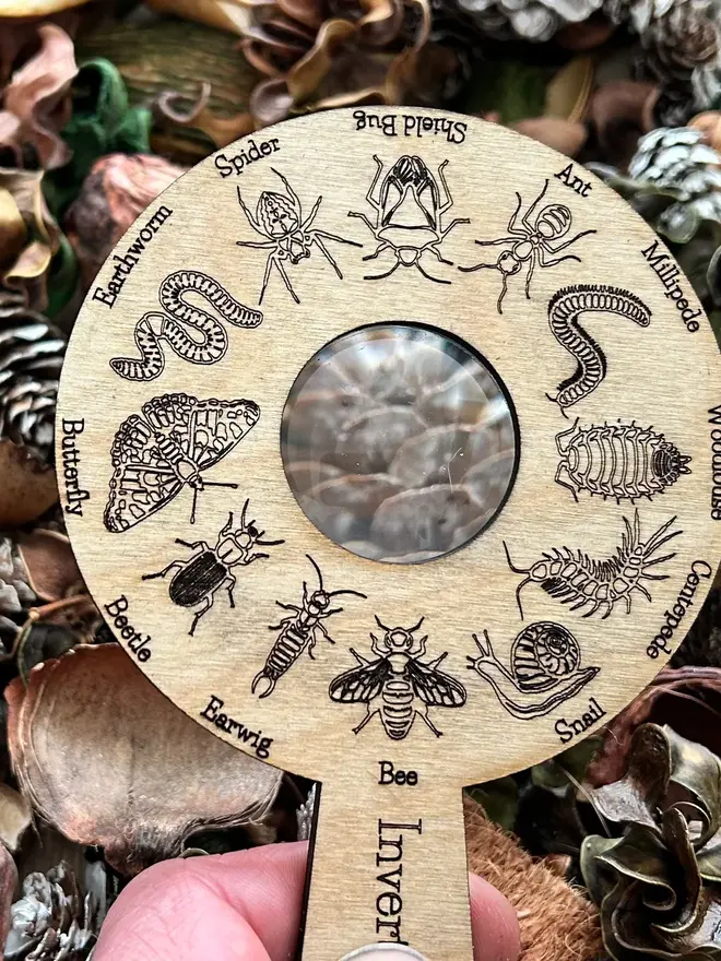  Birch wood bug identification magnifier engraved with detailed bug illustrations, displayed on forest floor materials.