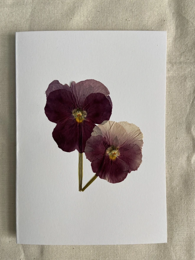 White greeting card with two pressed pink pansy flowers