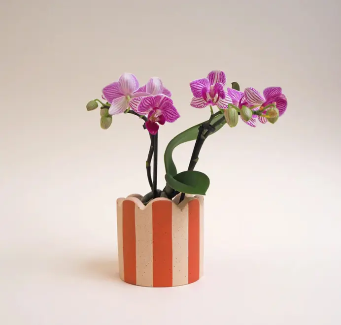 Small Scalloped Stripy Plant Pot. white ceramic pot with vertical coloured stripes set against a plain light background.
