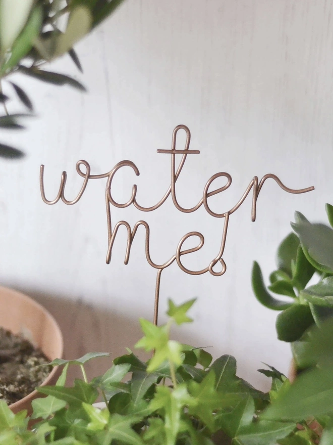 'Water me!' Plant Topper