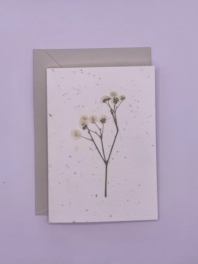 Real Pressed Flower Plantable Card, White Gypsophila