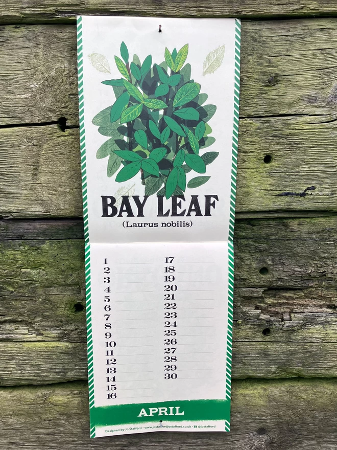 Bay Leaf Illustration Page Spread from Kitchen Herb Garden Perpetual Calendar