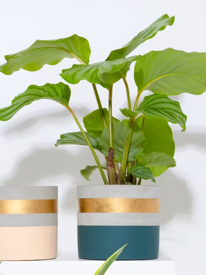 cocktail concrete plant pot. a painted forest green plant pot with a gold rim.