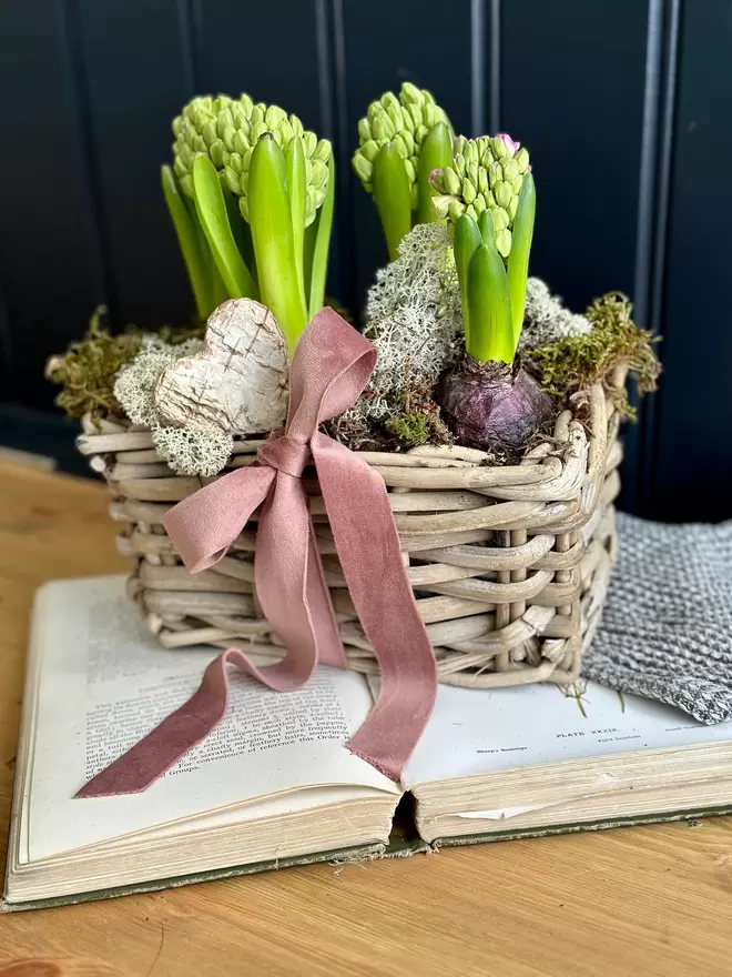 Trug rattan basket filled with flowering fresh hyacinths finishes with a pink velvet bow
