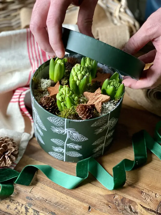 The lid being lifted from a green patterned hat box packed with fragrant hyacinth bulbs, decorated with miniature pine cones and wooden winter stars. 