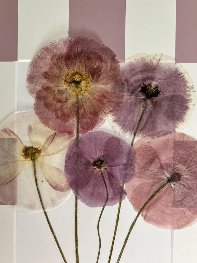 close up of pressed poppy flowers 
