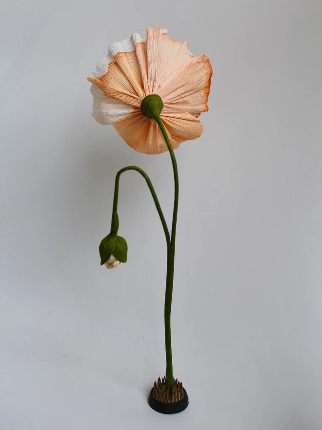 Leo Flowers Icelandic Poppy