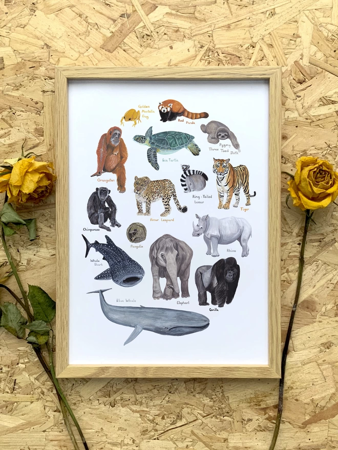 a print with a white background featuring a selection of colourful, endangered animals arranged in an oval shape, in a frame next to a couple of dried yellow roses